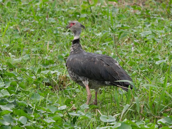 Kuifhoenderkoet (Chauna torquata)